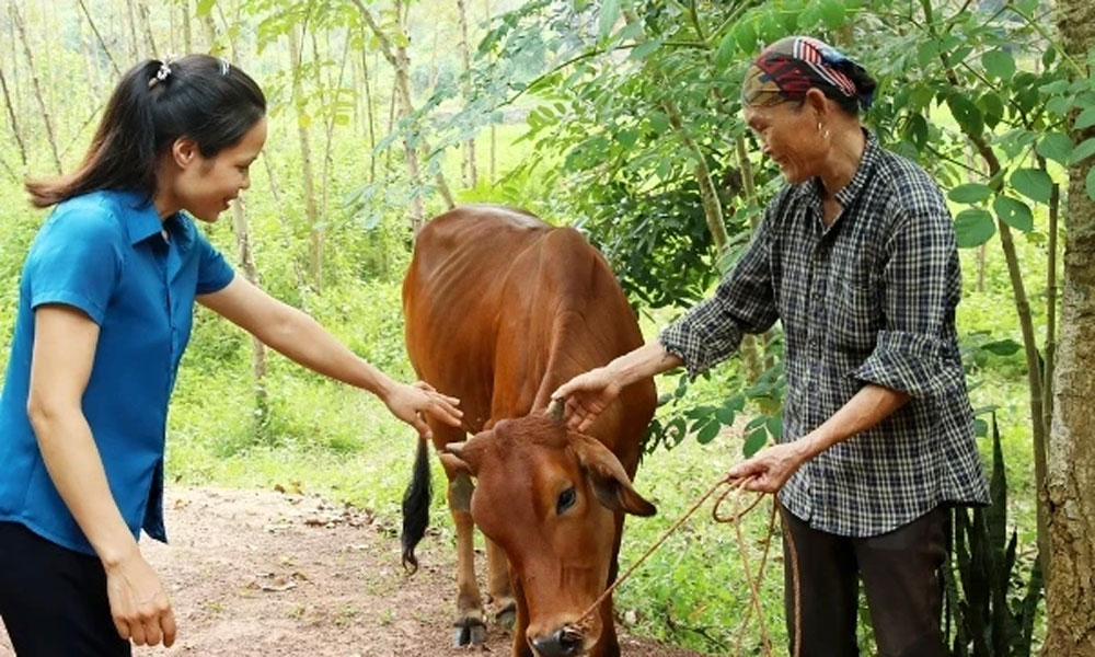 Livestock farming helps sustainable poverty reduction in Bac Giang