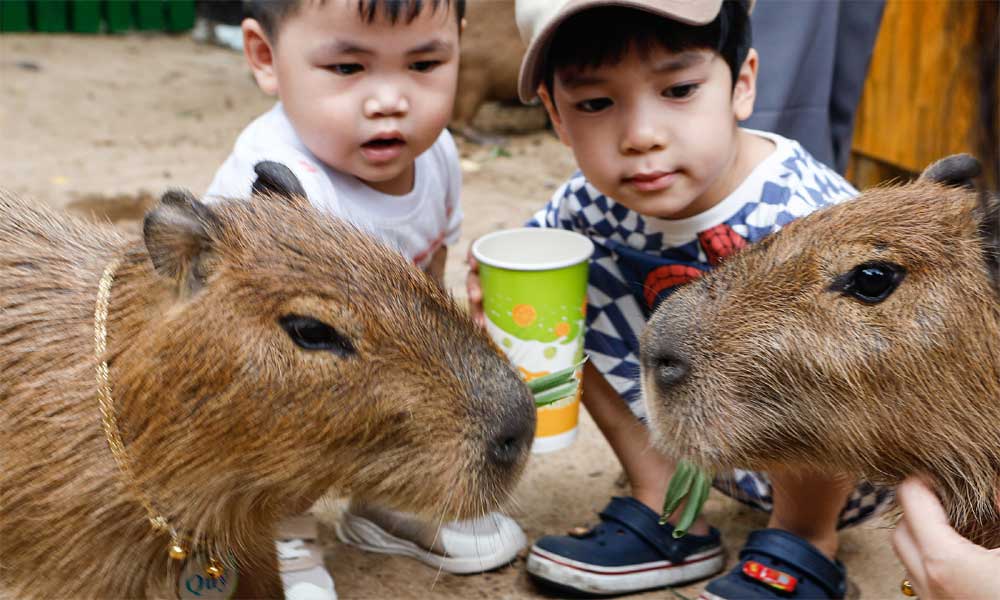  Khách thích thú 'nựng' capybara ở Thảo Cầm Viên Sài Gòn