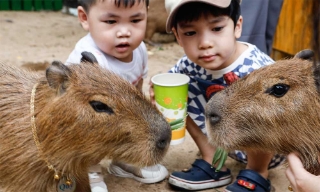 Khách thích thú 'nựng' capybara ở Thảo Cầm Viên Sài Gòn