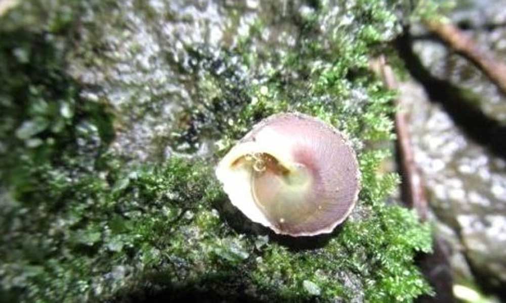 New land snail species discovered in Son Doong Cave