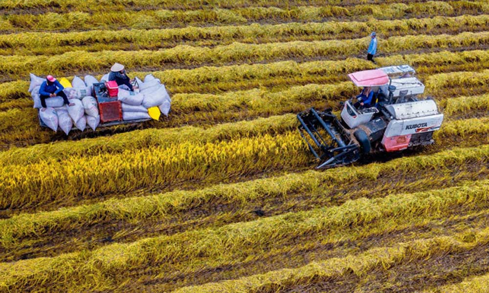 Rice exports grow by over 23%