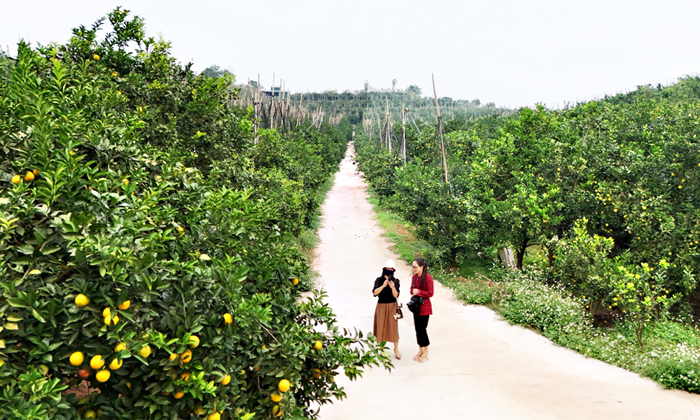 Farm economy thrives in Bac Giang