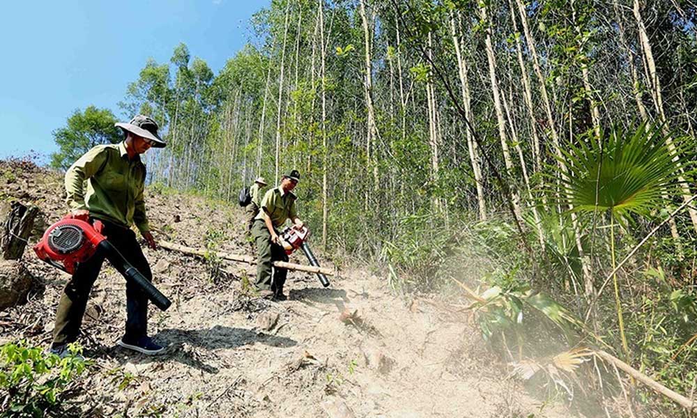 Vietnam strives to have one million hectares of sustainable forestry