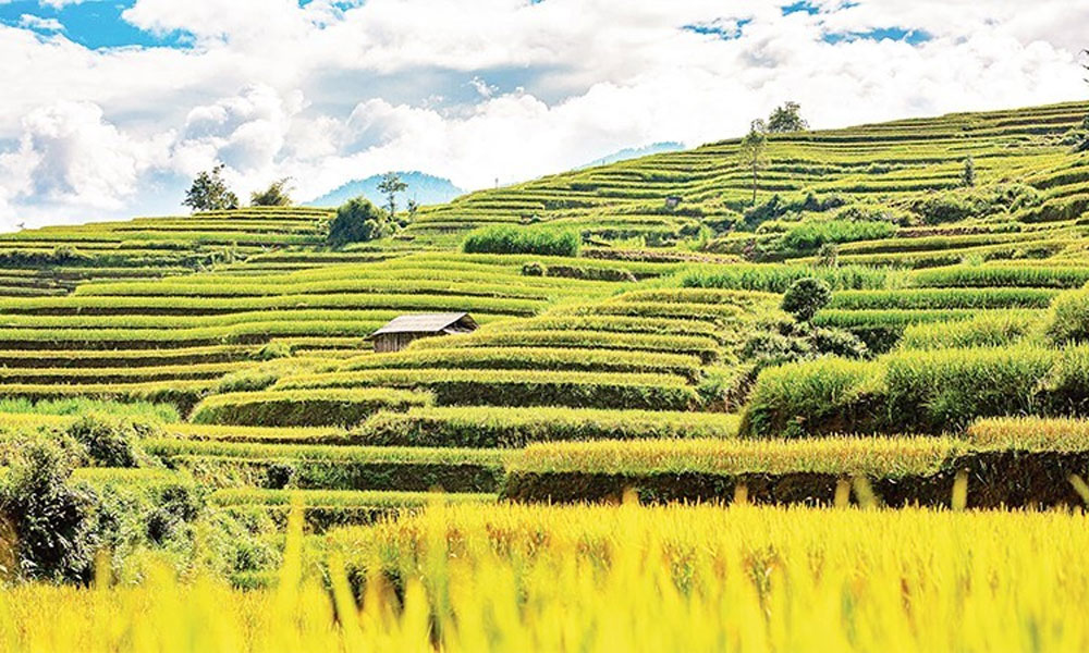 Hoang Su Phi: A land of marvellous terraced fields