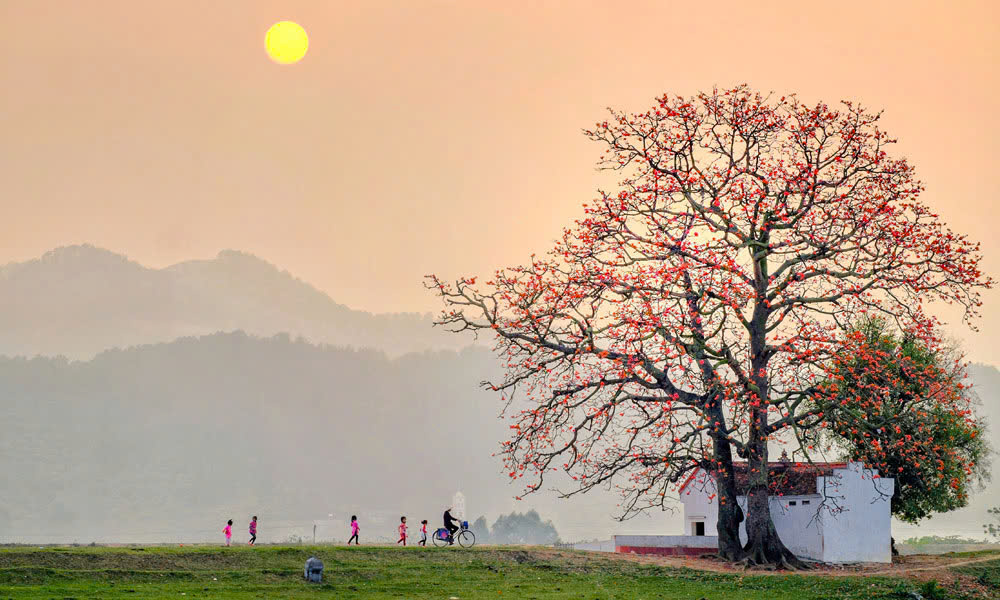 Silk cotton tree in Lang Son commune honored as a Vietnamese heritage tree