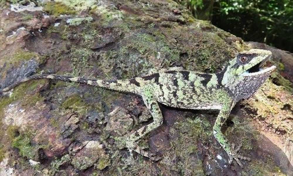 Two new lizard species discovered in Vietnam