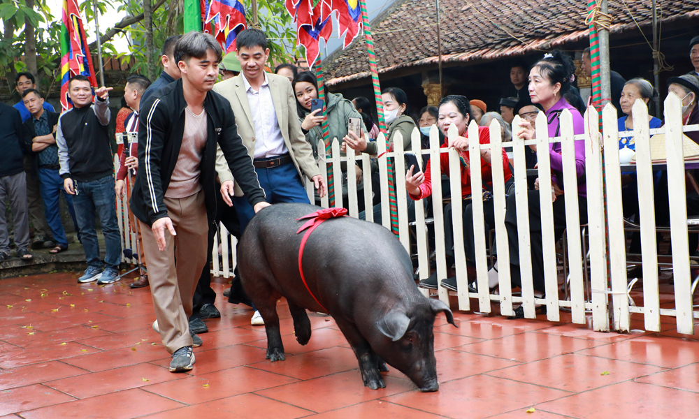 Fine custom of black pig offering in Tan Phuong 