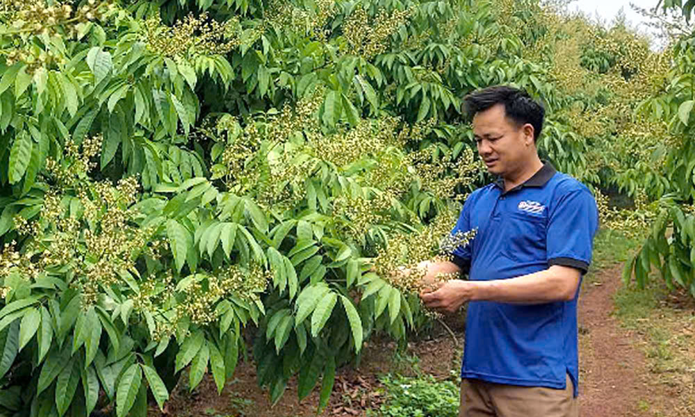 Bac Giang brings lychee to new markets