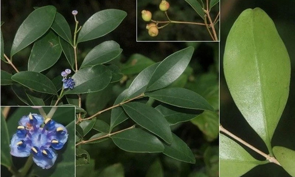 Three new plant species discovered in Nui Chua National Park