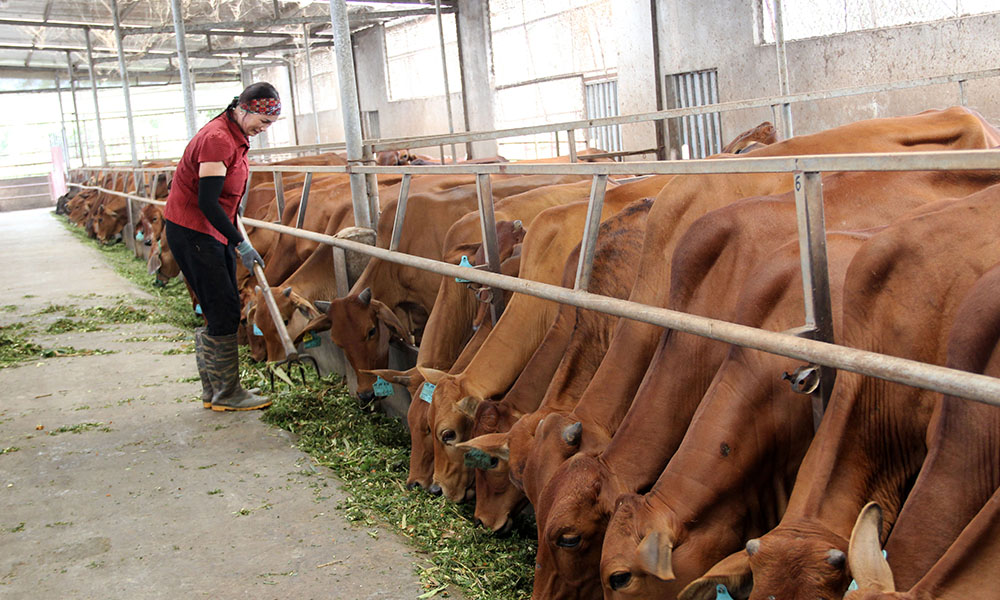 Three facilities in Bac Giang granted with  "CoopStar Awards" in 2025