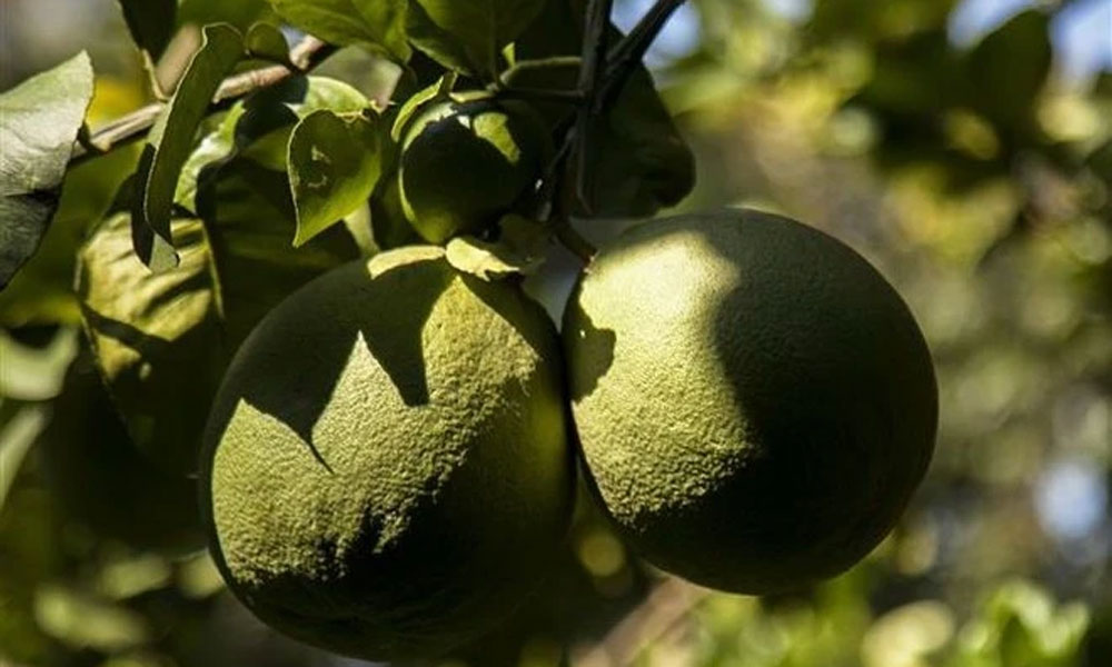 Australia clears path for Vietnamese pomelos with biosecurity final report