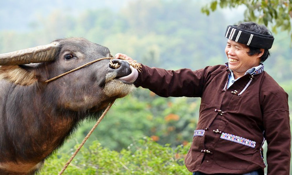 Lu ethnic group in Lai Chau perform buffalo worship