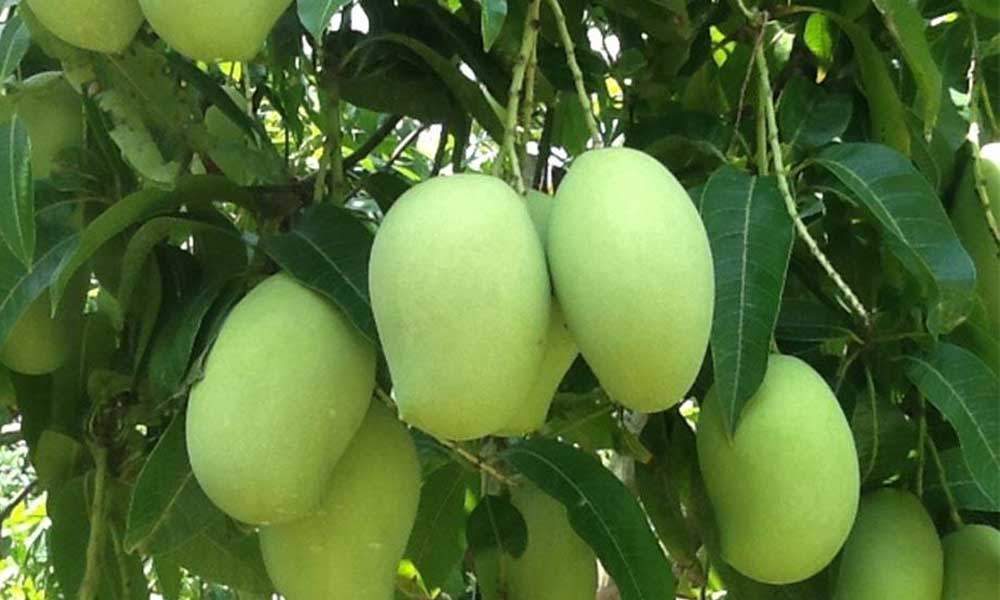 Vietnamese mangoes dominate Chinese market
