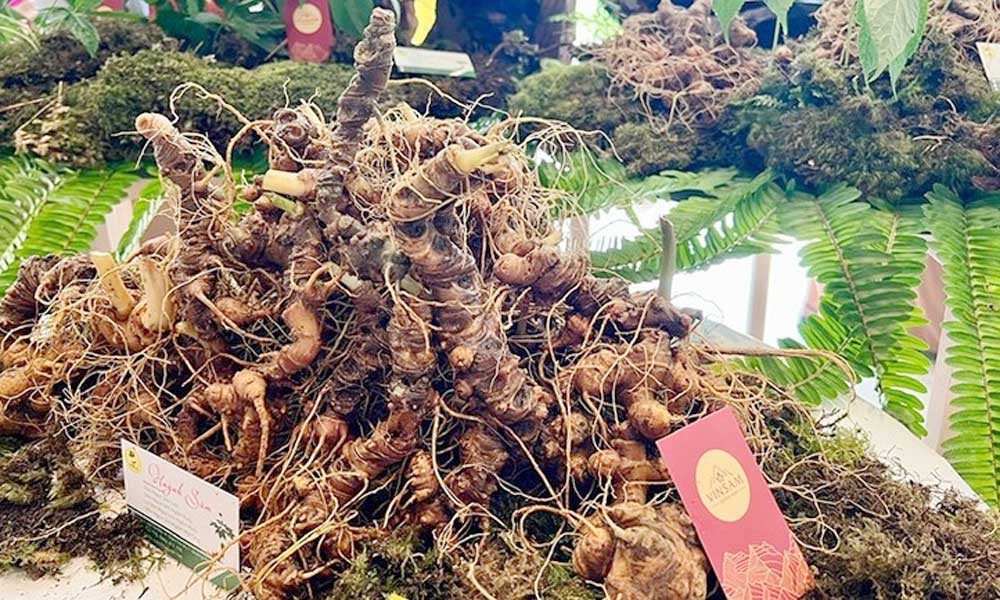 “Folk knowledge of Ngoc Linh Ginseng” recognised as a national intangible cultural heritage