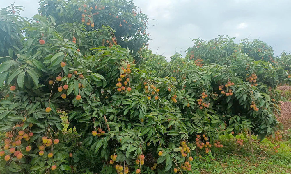 Bac Giang streamlines lychee exports with authorized code system
