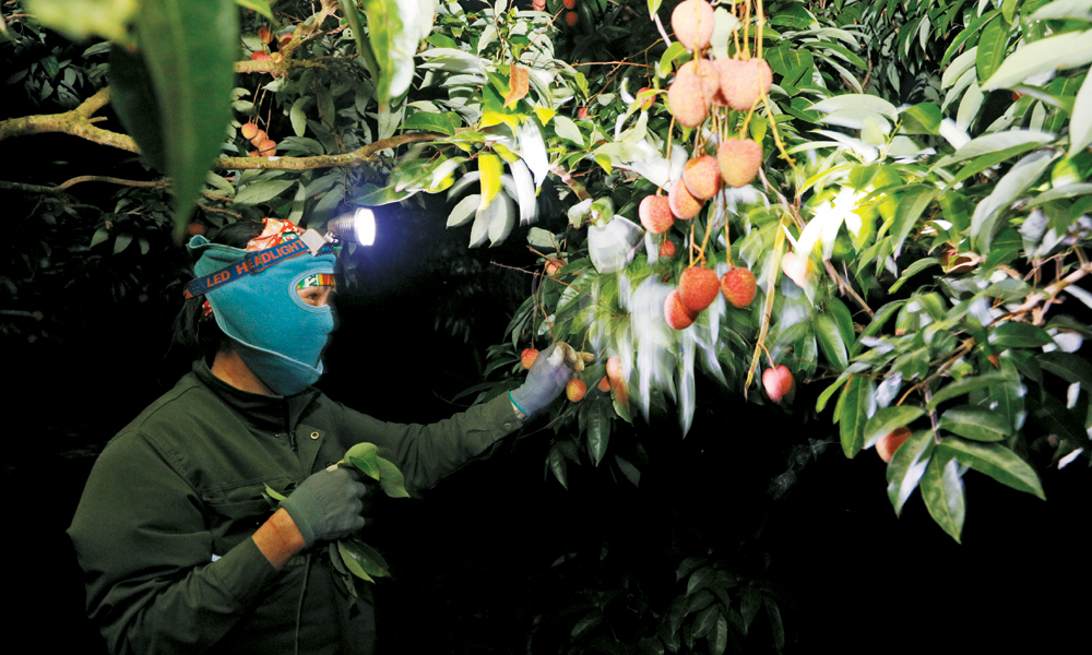 Luc Ngan’s sleepless nights as lychee harvest peaks