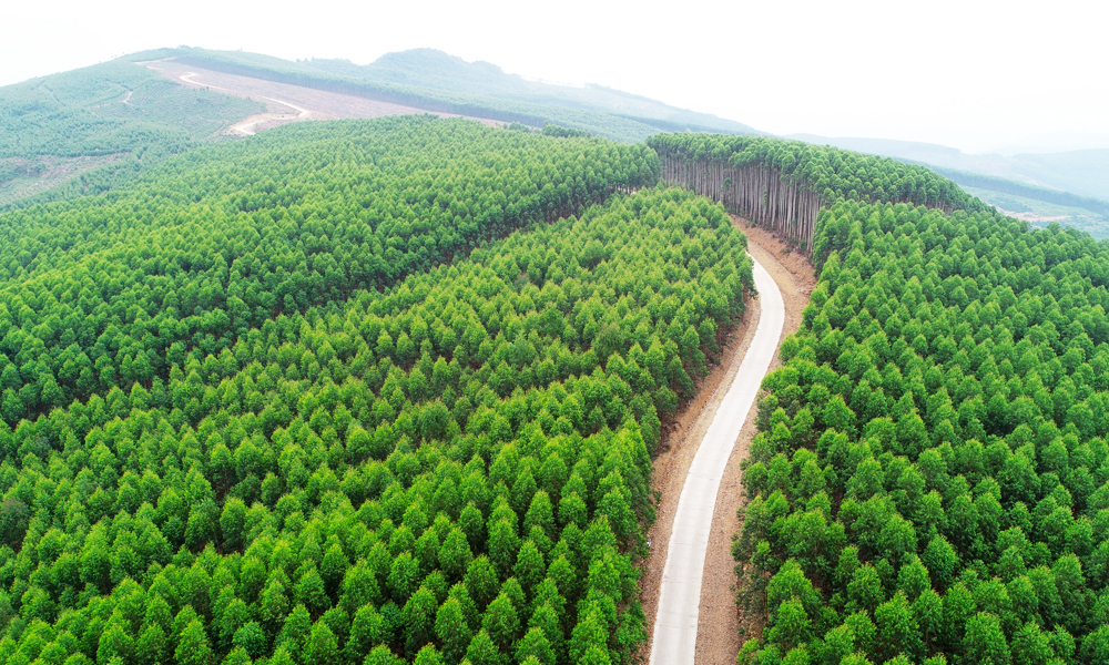 Thriving livelihoods behind Bac Giang’s economic forests