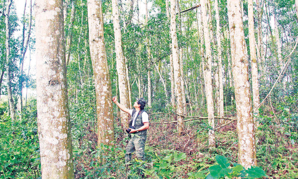 Bac Giang eyes sustainable and effective forestry 