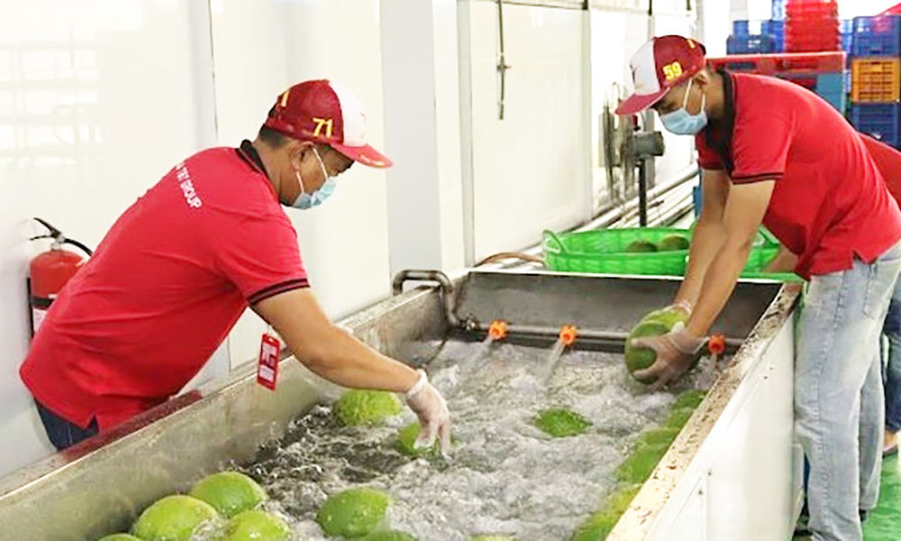 Viet Nam diversifies fruit and vegetable export markets