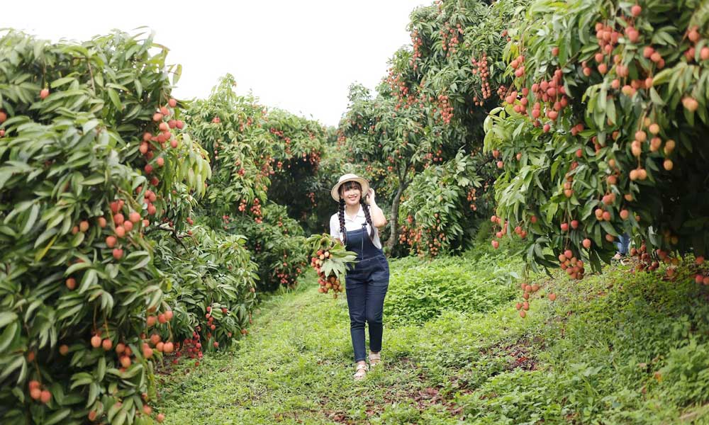 Lychee season draws tourists to Bac Giang