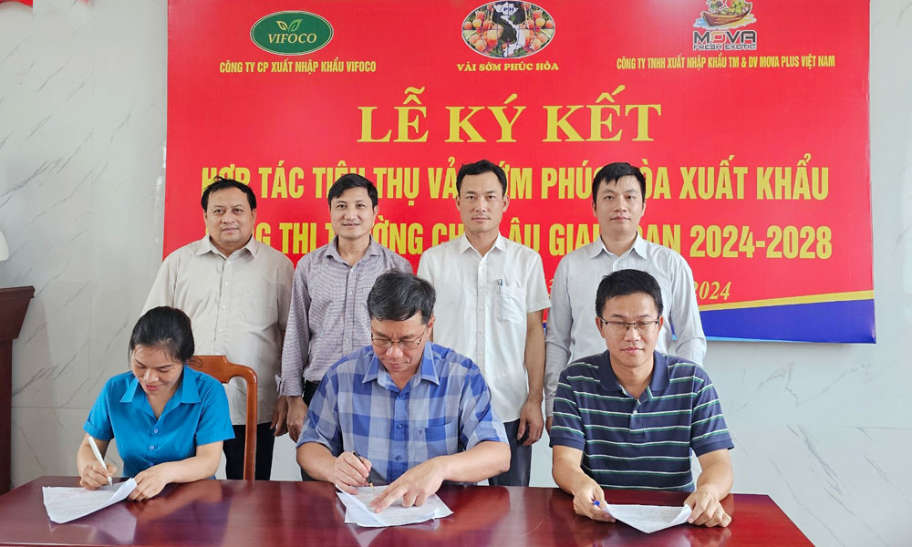 Enterprises register to buy 50 tonnes of Phuc Hoa lychee to export to EU 