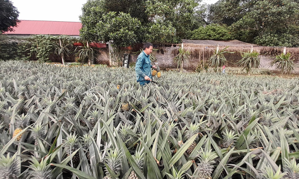 Pineapples enjoy high selling price 