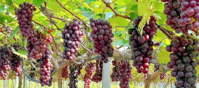 Vị ngọt từ nho Hạ Đen