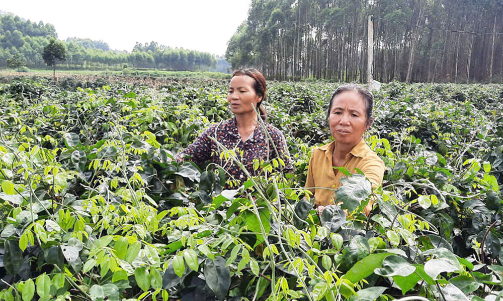 Tân Yên dồn lực xây dựng huyện nông thôn mới nâng cao