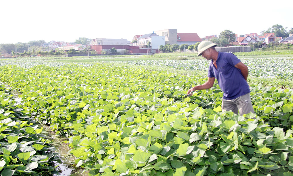  Tăng cường quản lý sức khỏe đất hướng tới sản xuất trồng trọt bền vững