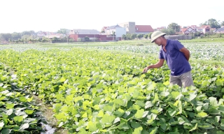 Tăng cường quản lý sức khỏe đất hướng tới sản xuất trồng trọt bền vững