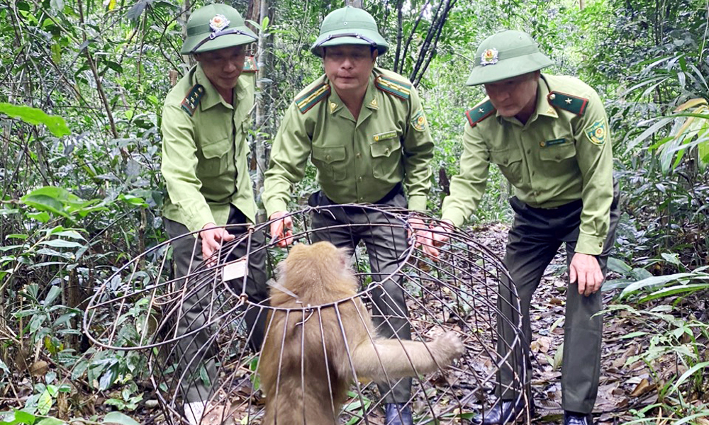  Bắc Giang: Chung tay bảo vệ động vật hoang dã