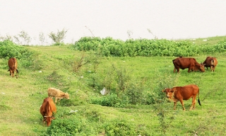 Phê duyệt Đề án “Xây dựng, phát triển mô hình hợp tác xã chăn nuôi gia súc ăn cỏ"