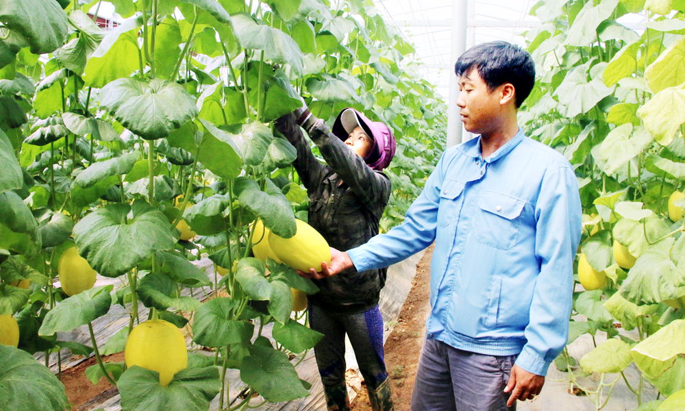  Lục Nam: Xây dựng vùng sản xuất tập trung, tăng hiệu quả canh tác