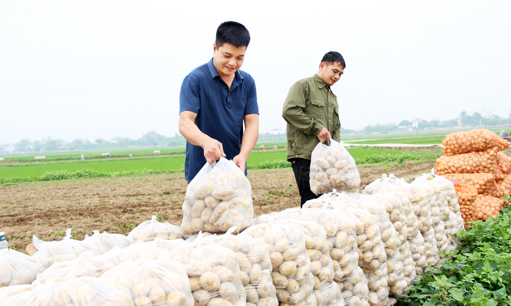  Tăng tính liên kết trong hợp tác xã