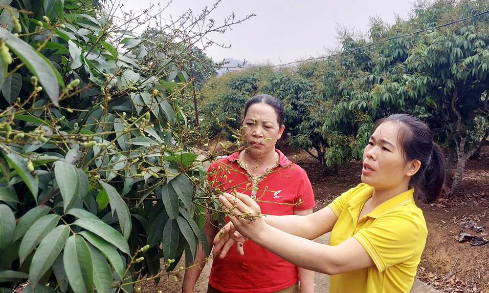  Góp sức đưa quả ngọt xuất ngoại