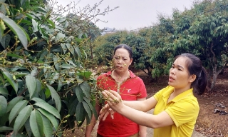 Góp sức đưa quả ngọt xuất ngoại