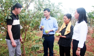 Đảng viên trẻ gánh vác việc thôn