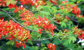 Đi trong miền hạ