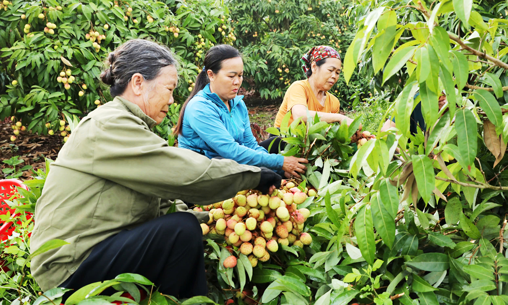 Tân Yên nâng chất lượng, mở rộng thị trường tiêu thụ vải sớm