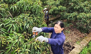 Diện tích nhỏ, giá trị lớn