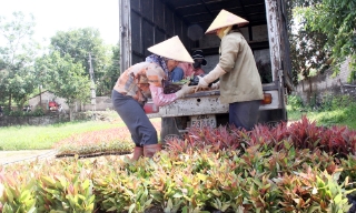 Quản lý chặt chất lượng cây giống lâm nghiệp