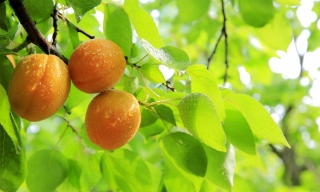 Dự báo thời tiết Bắc Giang đêm 23, ngày 24/5