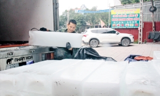 Lục Ngạn: Doanh nghiệp, hợp tác xã sẵn sàng tiêu thụ vải thiều