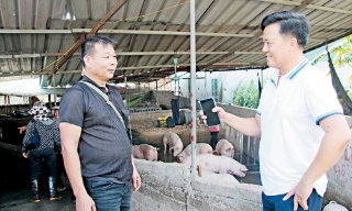 Chuyện làm giàu ở làng lái heo