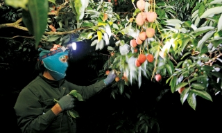 Lục Ngạn - những đêm không ngủ