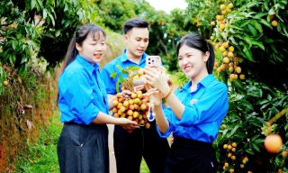 Thu hút du khách đến vùng vải sớm ở Tân Yên