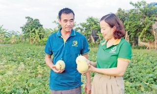 Cho đồng ruộng thêm xanh