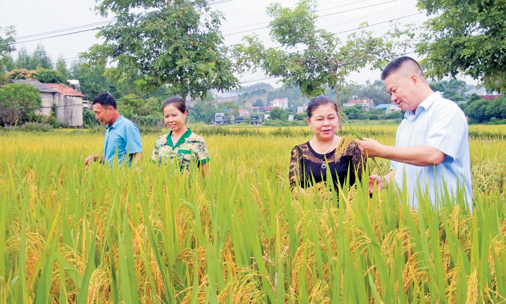  Nâng cao chất lượng tổ chức đảng, đảng viên: Những cách làm sáng tạo, hiệu quả