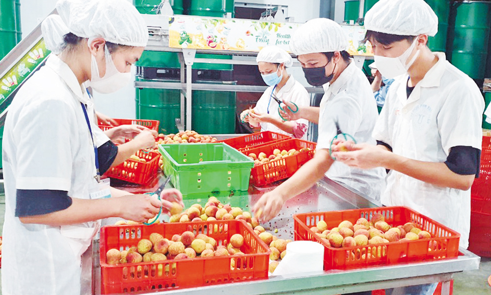  Hành trình đưa trái ngọt vượt đại dương