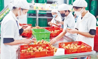 Hành trình đưa trái ngọt vượt đại dương